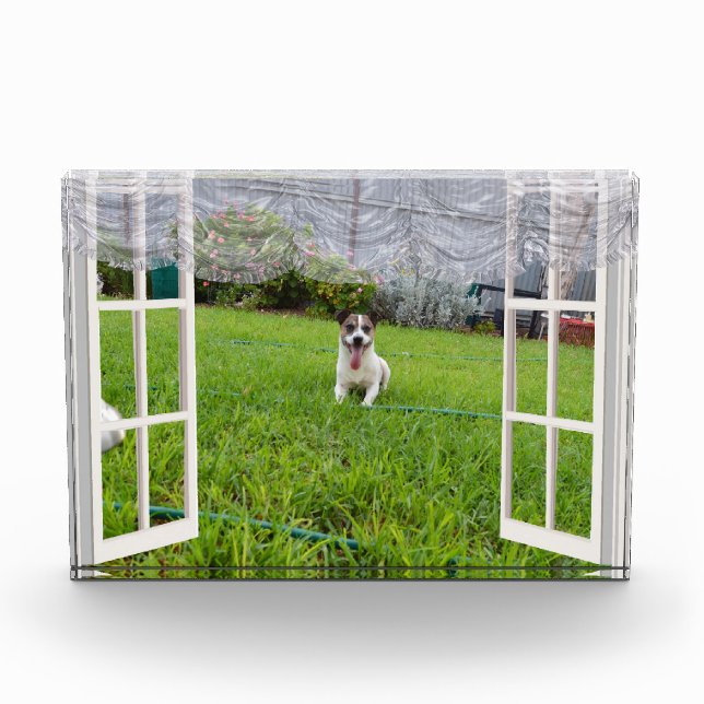 Fox Terrier Come Play, Bloque de fotos (Anverso)