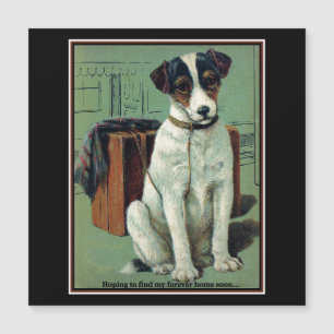 Fox Terrier con maleta esperando hogar definitivo