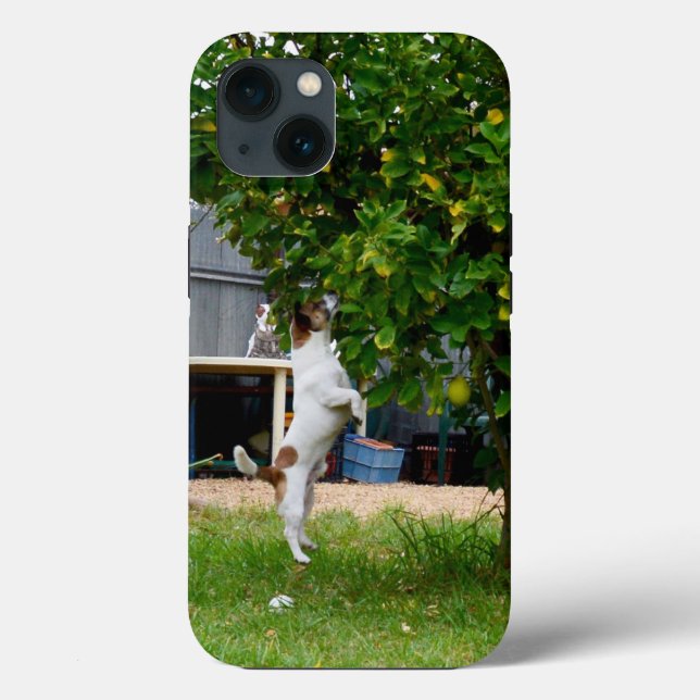 Fox Terrier El Salto, Funda del iPhone 13 (Reverso )