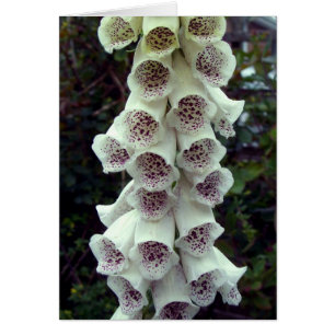 Foxglove