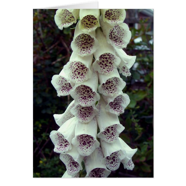 Foxglove (Frente)