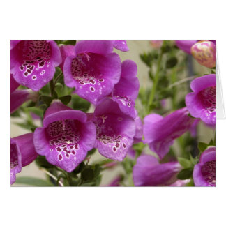Foxglove