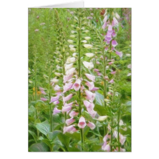 Foxglove alto - híbridos de las virutas para