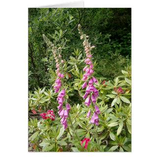 Foxglove y Rhodies