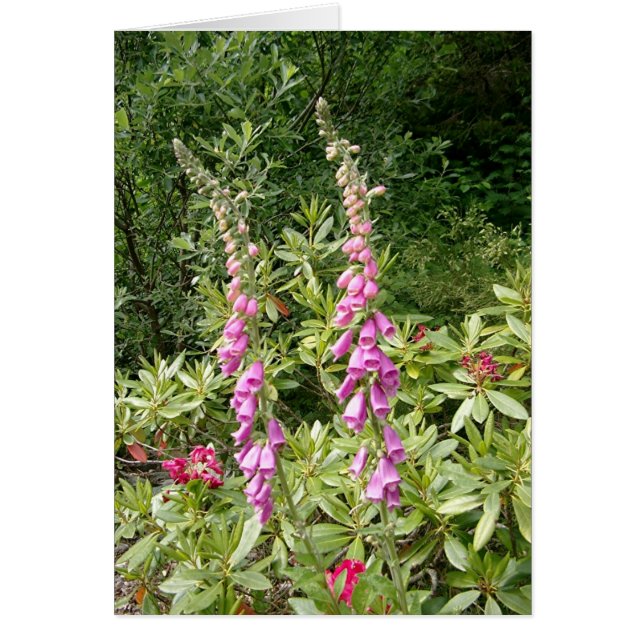Foxglove y Rhodies (Frente)