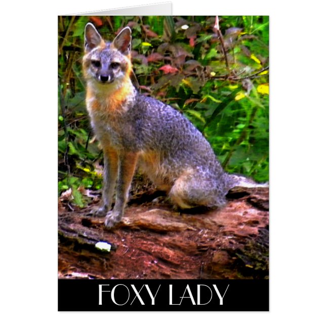 FOXY LADY (Frente)