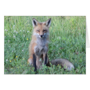 Foxy Lady