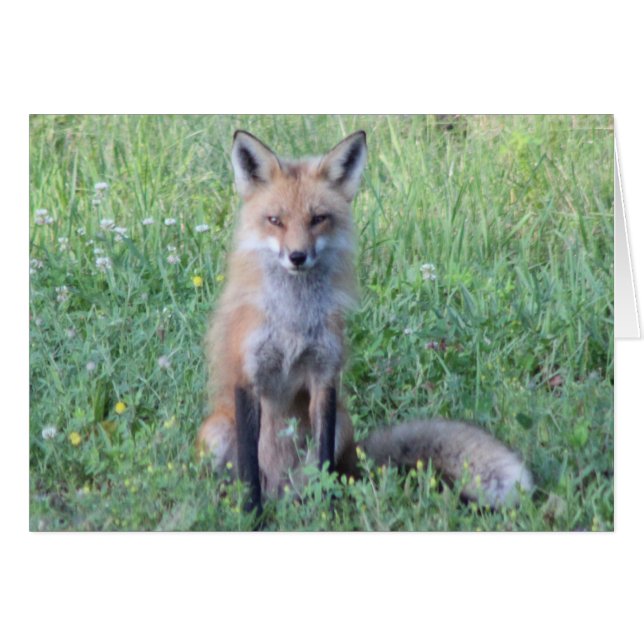 Foxy Lady (Anverso (Horizontal))