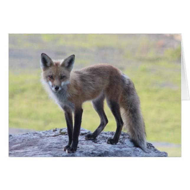 Foxy Momma (Anverso (Horizontal))