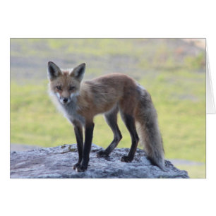 Foxy Momma