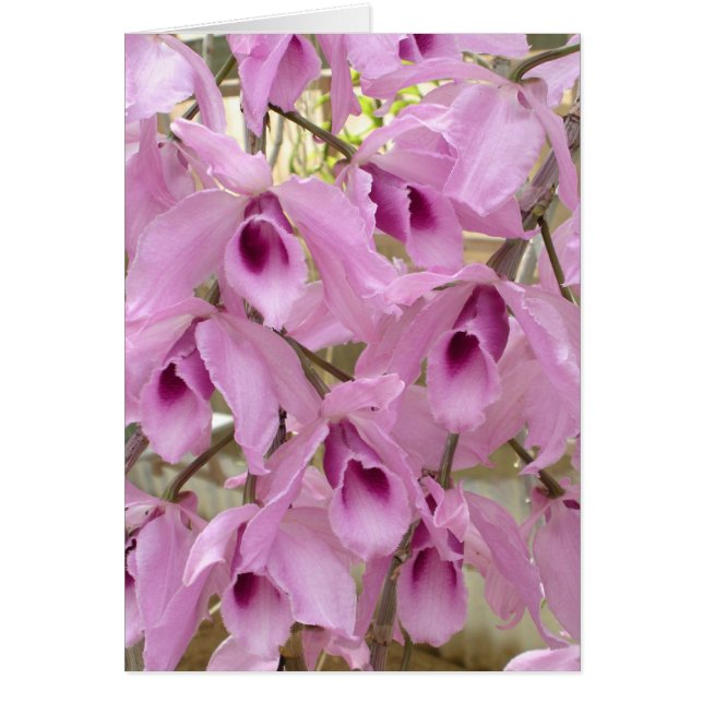 Fragrantes hadas (Frente)