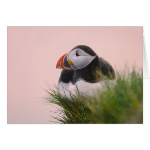 Frailecillo atlántico (Fratercula arctica)