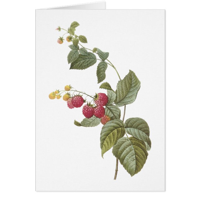 frambuesa (Rubus sp.) de Redouté (Frente)