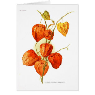 Franchetti del alkekengi del Physalis