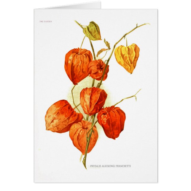 Franchetti del alkekengi del Physalis (Frente)