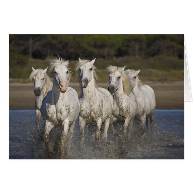 Francia, Camargue. Caballos corren (Anverso (Horizontal))