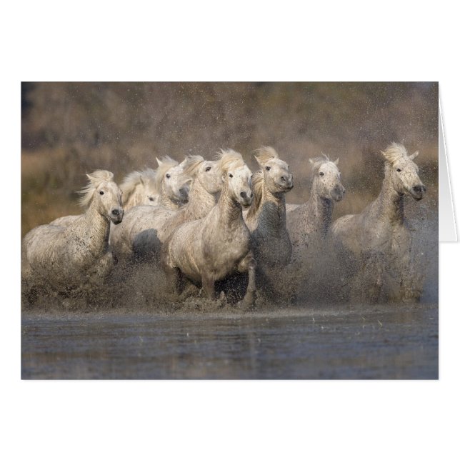 Francia, Provenza. Caballos de Camarga Blanca corr (Anverso (Horizontal))