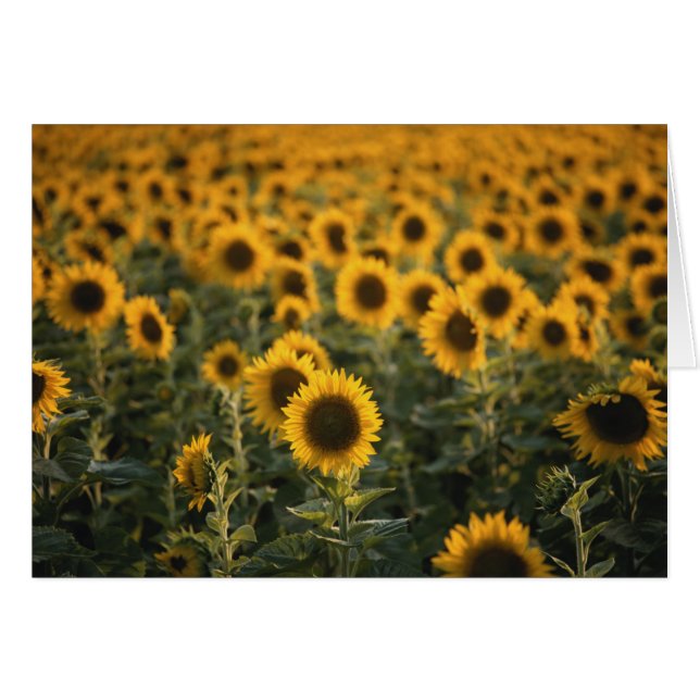 Francia, Vaucluse, campo de los girasoles (Anverso (Horizontal))