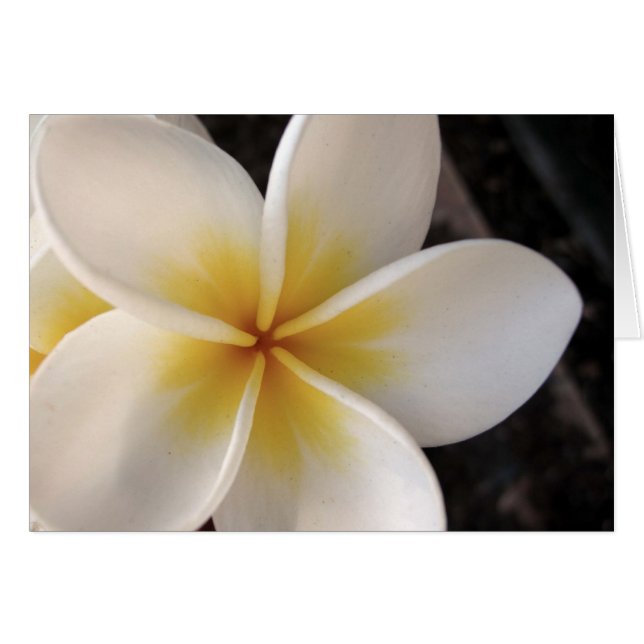 Frangipani (Anverso (Horizontal))