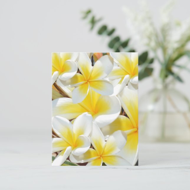 Frangipani Bouquet, postal (Anverso de pie)