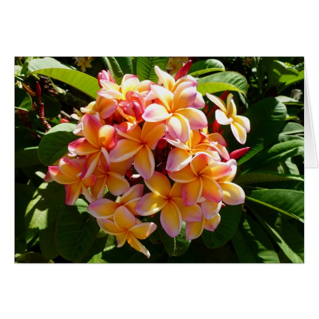 Frangipani hawaiano (Anverso (Horizontal))