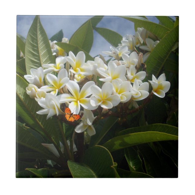 Frangipanis Con Mariposa, Azulejos De Cerámica (Frente)