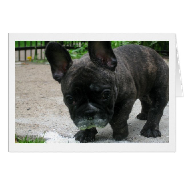Frank (Anverso (Horizontal))
