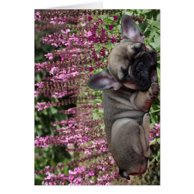 Französische Bulldogge Grußkarten (Frente)