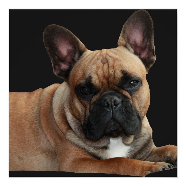 Französische Bulldogge Poster (Anverso)