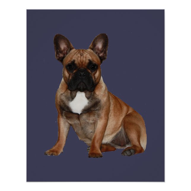 Französische Bulldoggen Poster (Anverso)