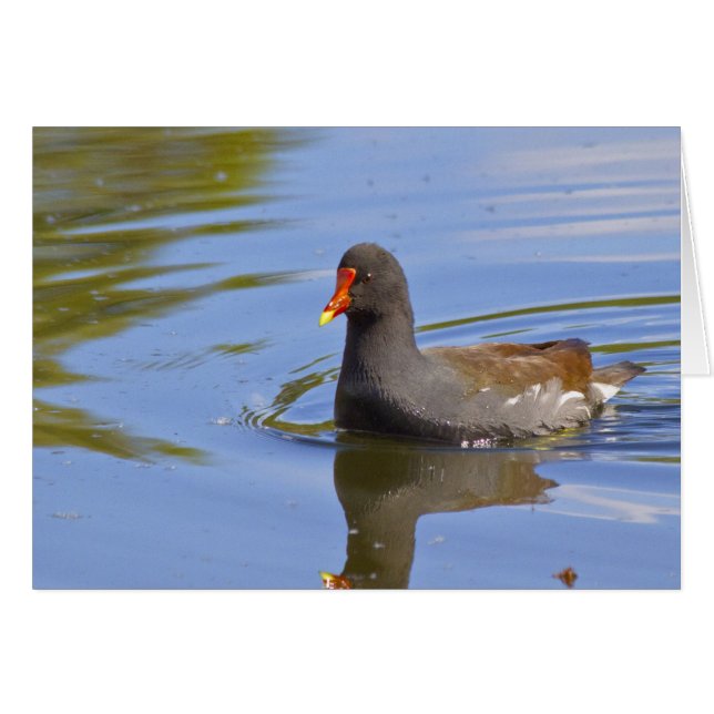 Frecuente Moorhen (Anverso (Horizontal))