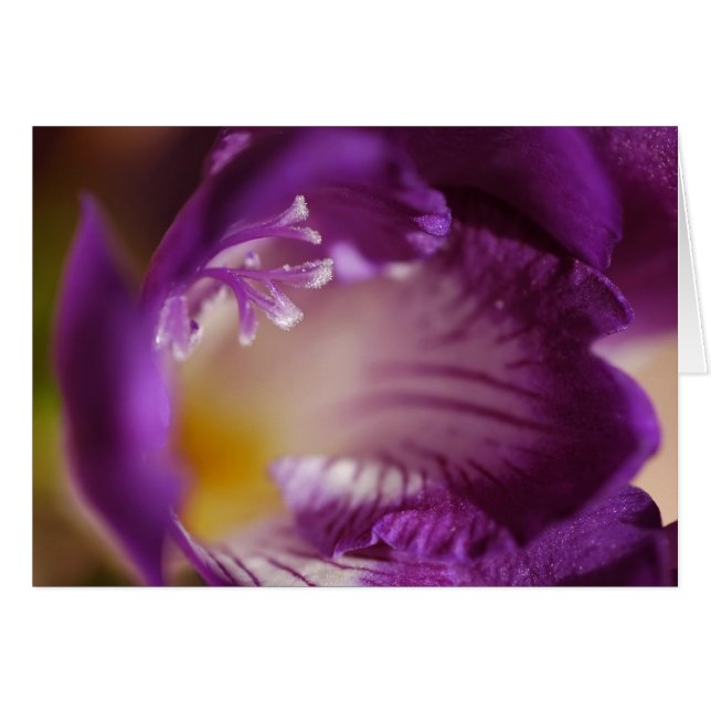Freesia (Anverso (Horizontal))