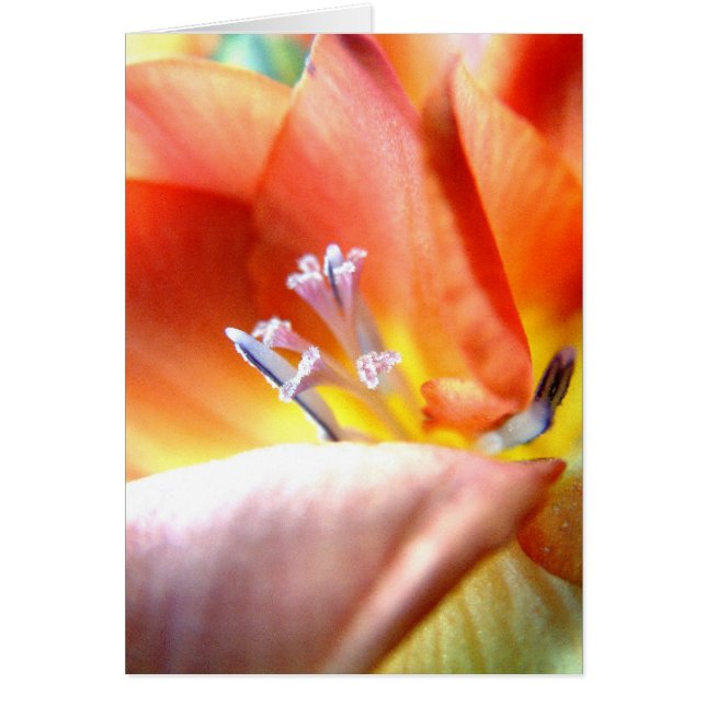 Freesia | (Frente)