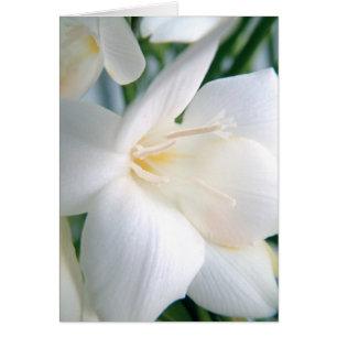 Freesia Blanco