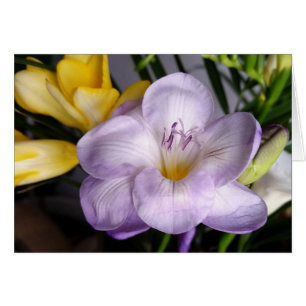 freesia violeta abierta
