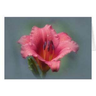 Fresa y azul - Daylily