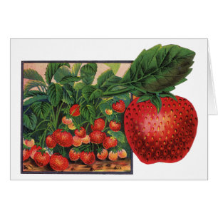 Fresas de época, fresas en una granja