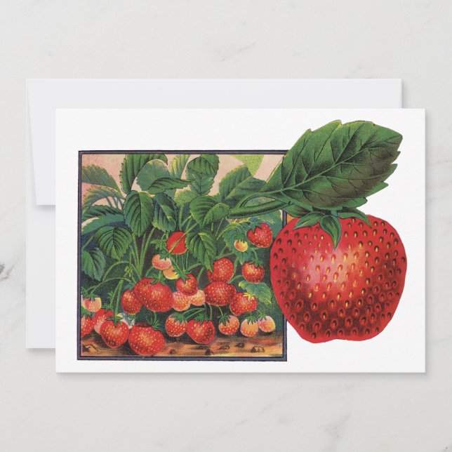 Fresas Vintage, Plantas de Fresa en una Granja (Anverso)