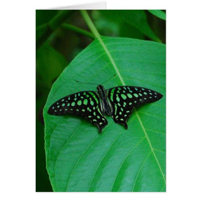 Fresco y Verde (Frente)