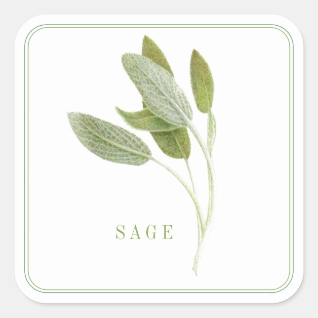 FRESH SAGE Grandes Pegatinas cuadrados (Anverso)