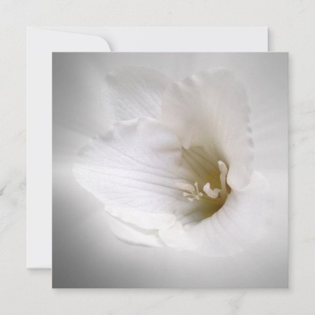 fresia blanca (Anverso)