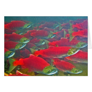 Freza de los salmones de Sockeye funcionada con