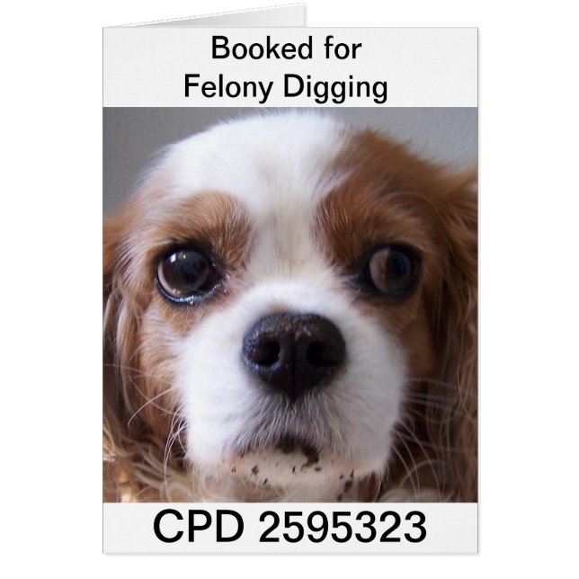 Fridays Mug Shot (Frente)