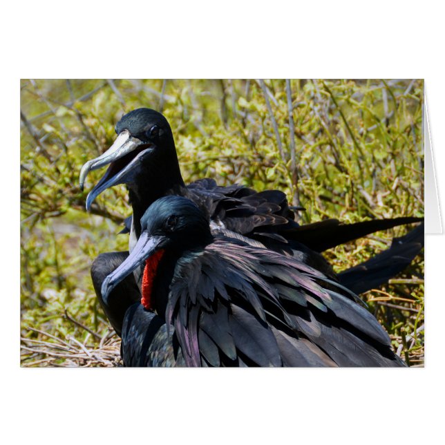 Frigatebirds in Love (Anverso (Horizontal))