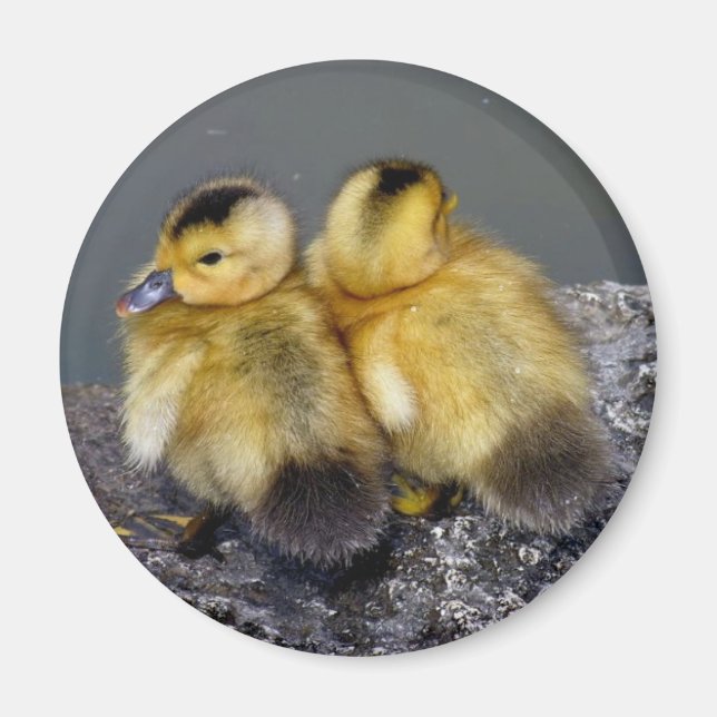 Frigo de imán (Frente)