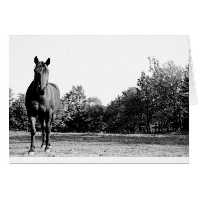 Frisco (Anverso (Horizontal))