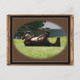 Frisky Foal ~ postal