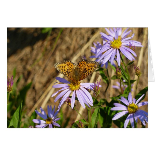 Fritillary Hydaspe en flores de aster púrpura (Anverso (Horizontal))