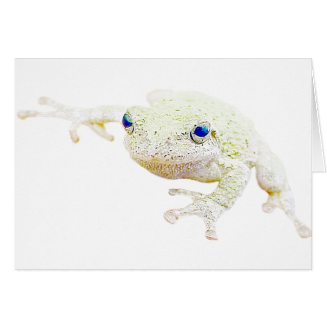 Froggy septentrional (Anverso (Horizontal))