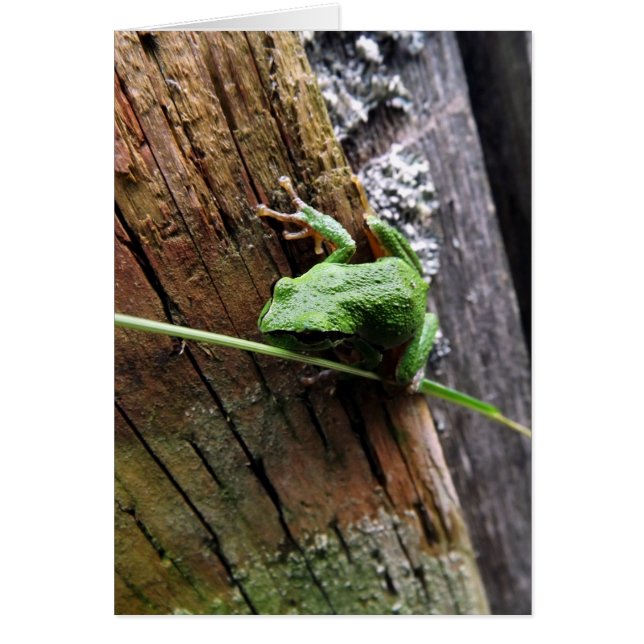 Froggy v (Frente)